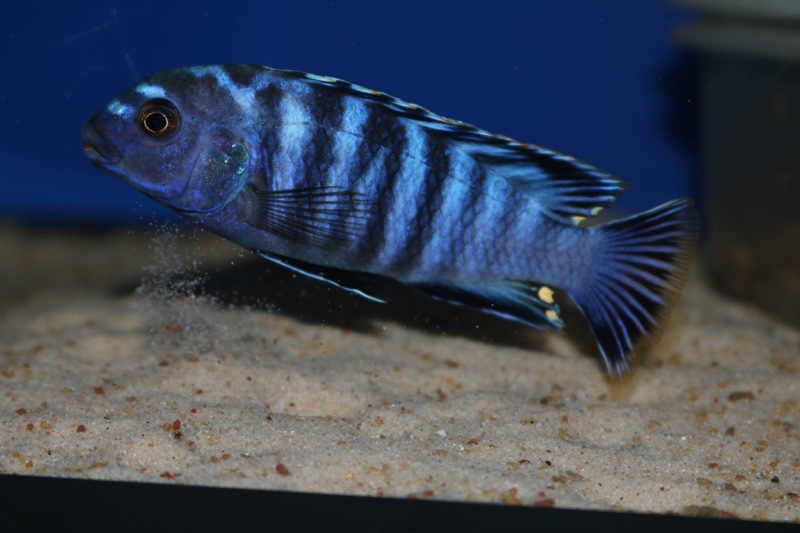 Chindongo minutus 'Lion's Cove'